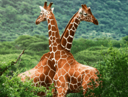 Two giraffes in a stunning African landscape