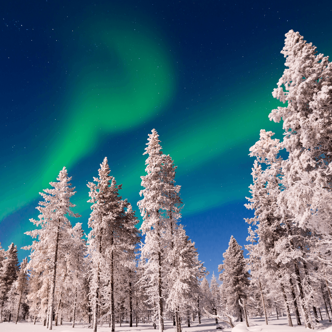 Snowy landscape with the northern lights shining above the wintery forest of Lapland