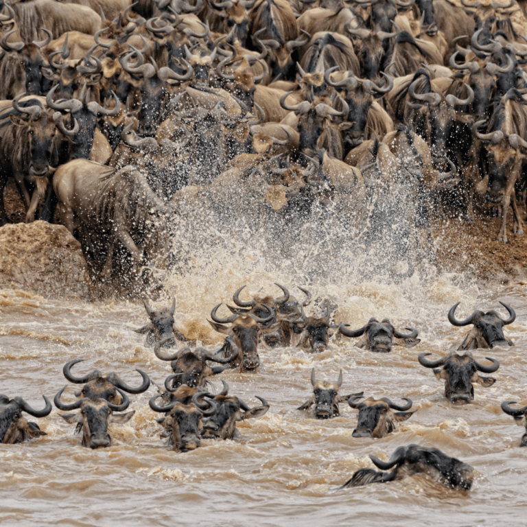 Wildebeests Crossing the River