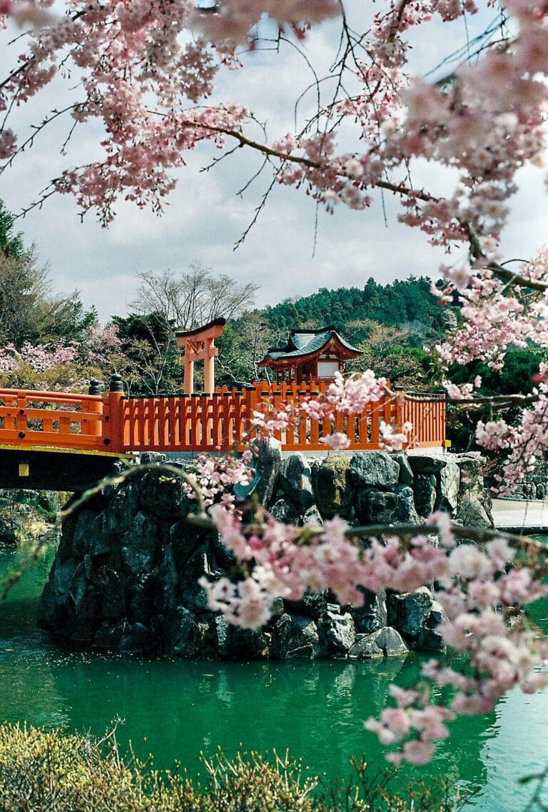 Cherry blossoms blooming in Japan during spring