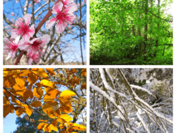 Four seasons landscape: Winter, Spring, Summer, Fall